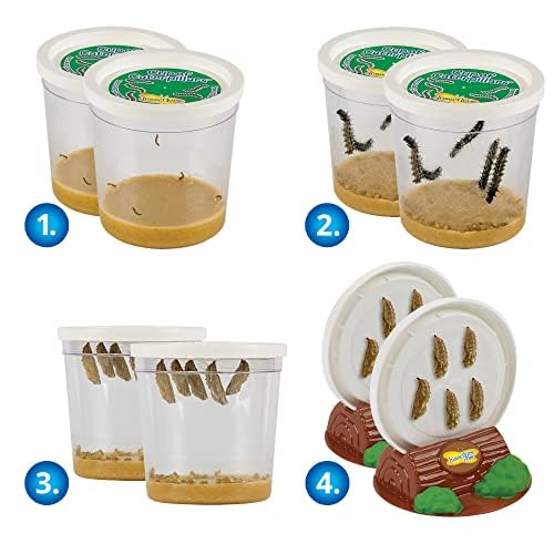 Insect Lore Butterfly Garden with Two Cups of Live Caterpillars, Life Cycle Figurines, English and Spanish Butterfly STEM Activity Journals | 10 Painted Lady Butterfly Baby Caterpillars