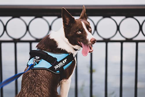JULIUS-K9, 16IDC-P-M, IDC Powerharness, dog harness, Size: Mini, Black