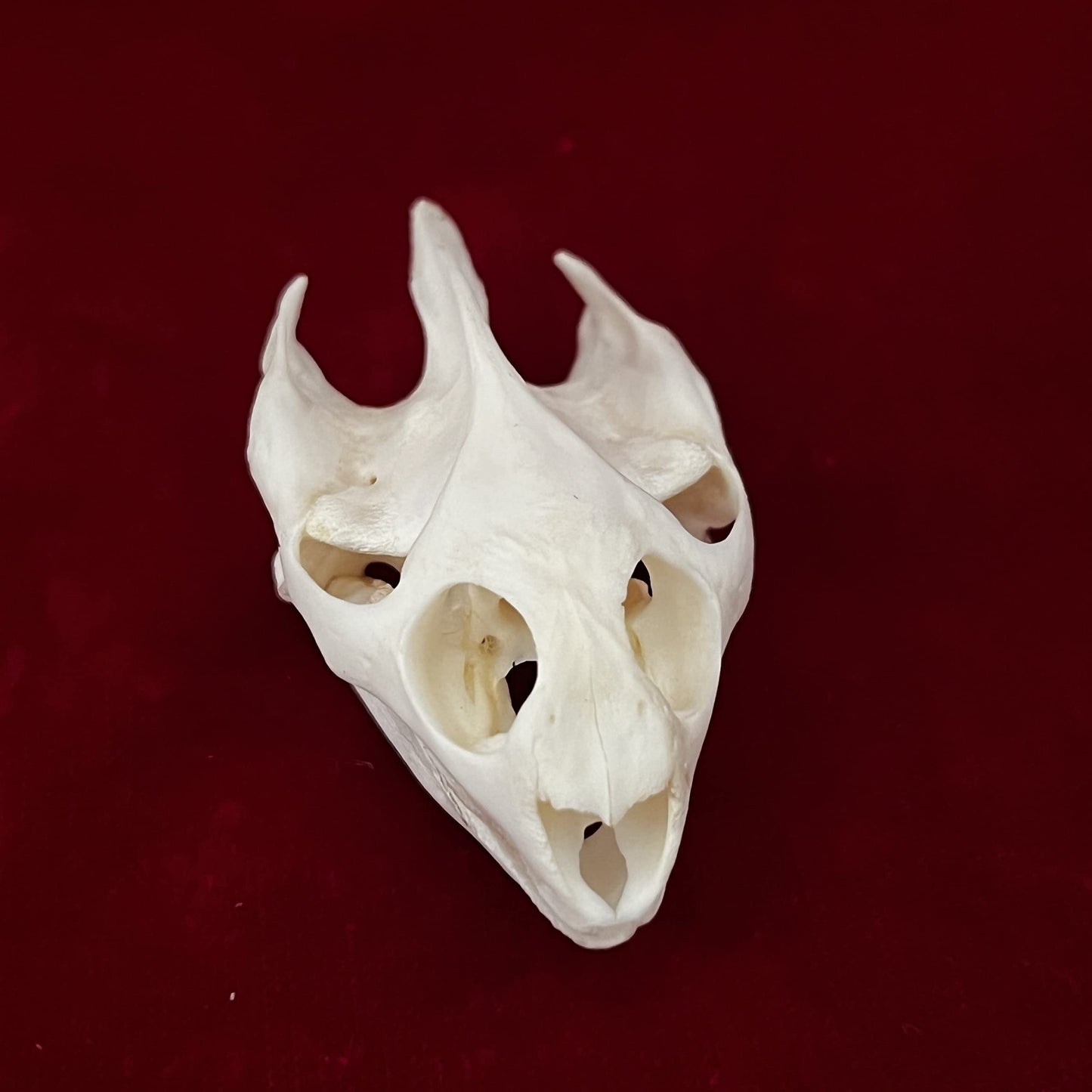 CLLOEAT Taxidermy Real Animals Skulls, Real Bones Specimen, Taxidermy Supplies for Science Education, Special Gift (Turtle Skull)