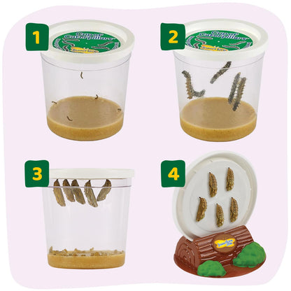 Insect Lore Raise and Release Butterfly Garden Kit – Caterpillar Habitat with redeemable Voucher – STEM-accredited Live Butterfly Growing Kit for Kids, Classrooms, and Homeschool Learning