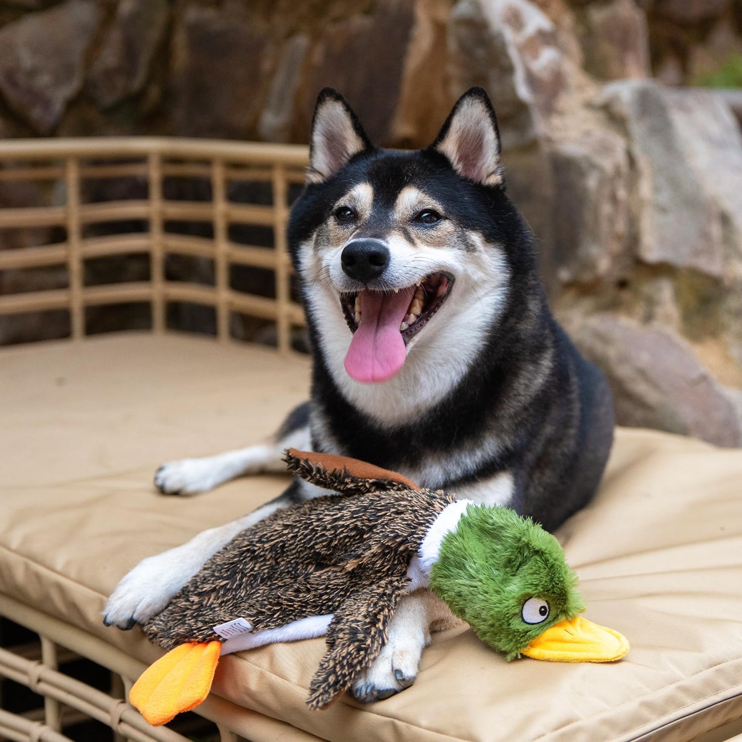 Best Pet Supplies 2-in-1 Stuffless Squeaky Dog Toys with Soft, Durable Fabric for Small, Medium, and Large Pets, No Stuffing for Indoor Play, Holds a Plastic Bottle - 1Wild Duck, Alligator, Large