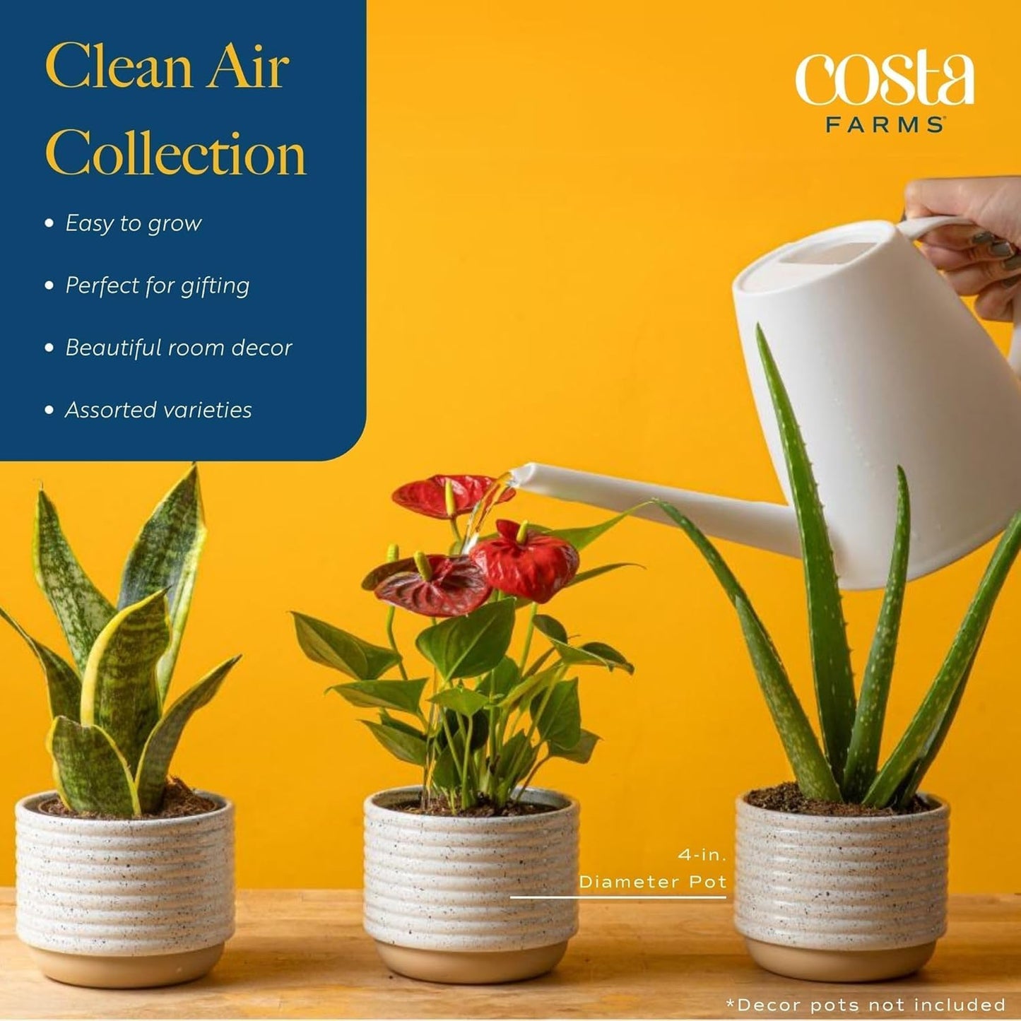 Costa Farms Live Plants (Pack of 6), Easy to Grow Live Indoor Houseplants in 3.8-Inch Plant Pots, Hand-Selected Varieties, Home and Room Decor, 8-10 Inches Tall