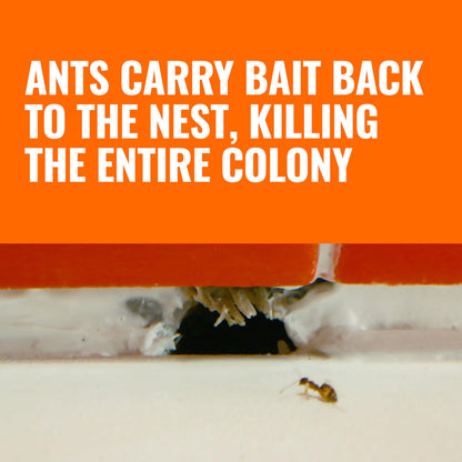 TERRO Ant Killer Bait Stations T300B - Liquid Bait to Eliminate Ants - 12 Count Stations for Effective Indoor Ant Control