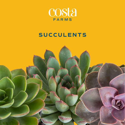 Costa Farms Mini Succulent DIY Heart Kit Fully Rooted, 2-inch Live Indoor Plant, 4-Inches Tall, Heart Frame DIY Kit, Housewarming Gift, Room Decor