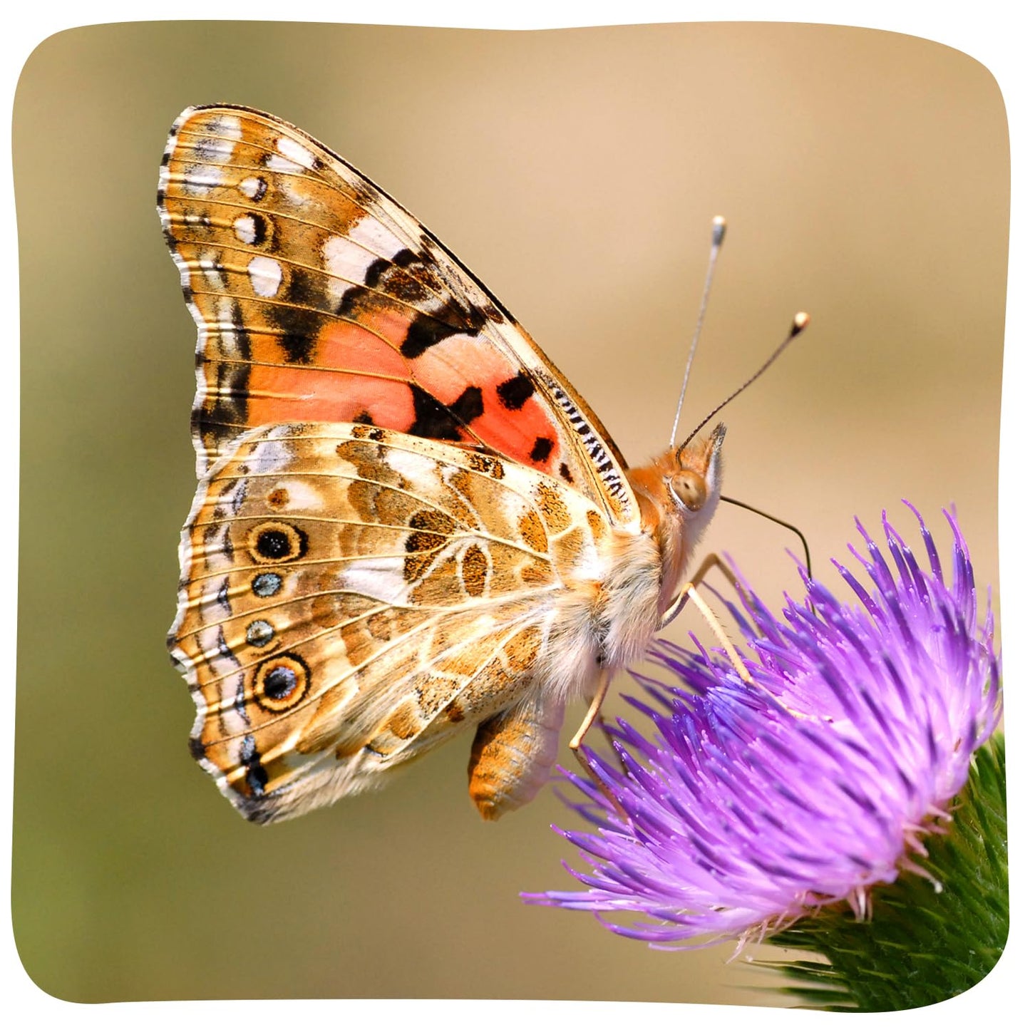 Insect Lore Giant Butterfly Garden with Voucher | 18 Inch Habitat | Life Cycle Figurines Included | Voucher to Redeem 5 Baby Caterpillars Later | Raise Painted Lady Butterflies