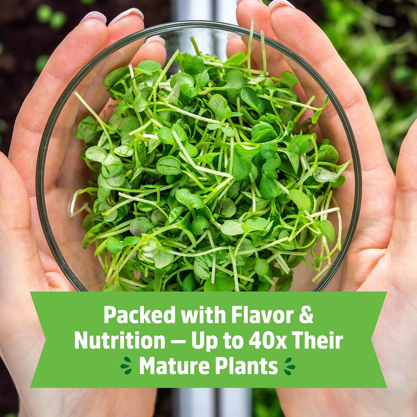 Back to the Roots Organic Microgreens Grow Kit with Ceramic Planter, Expandable Soil, Organic Seeds, and Germination Lid