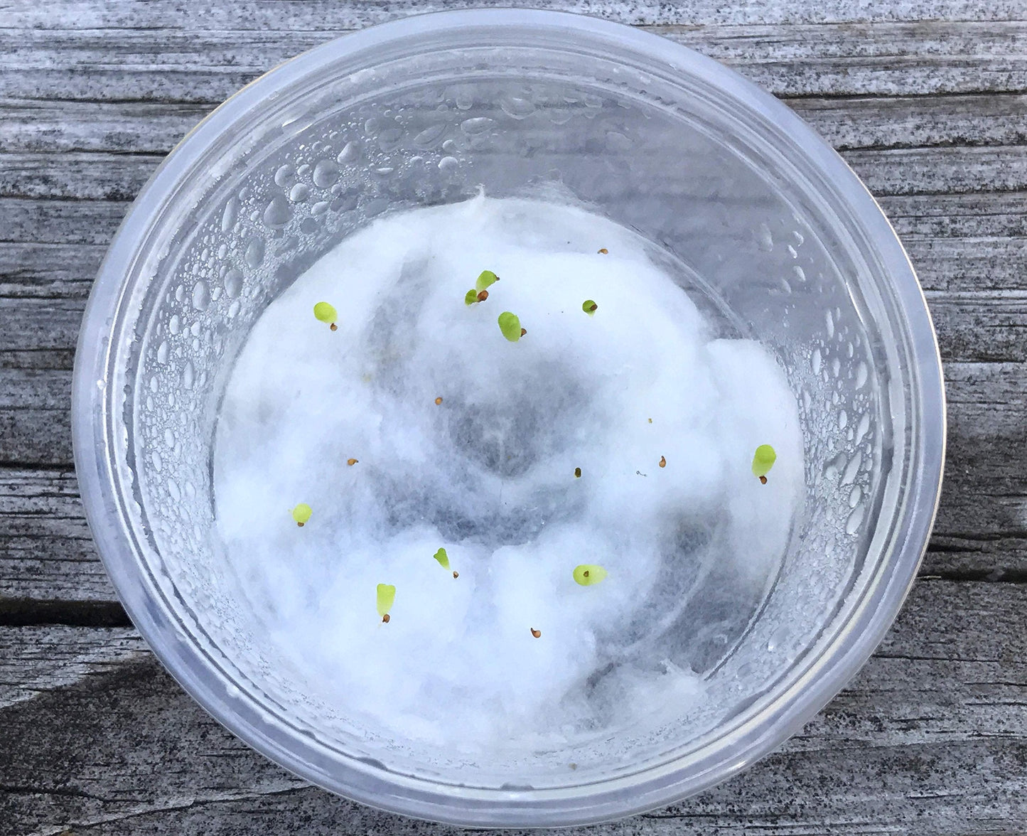 Micro Landscape Design Lithops 50 Seeds with 5 Baby Plants and 1 Germination Kit, High Germination Rate, Freshly Harvest, Fun & Easy Grow Kit for Lithops Beginners